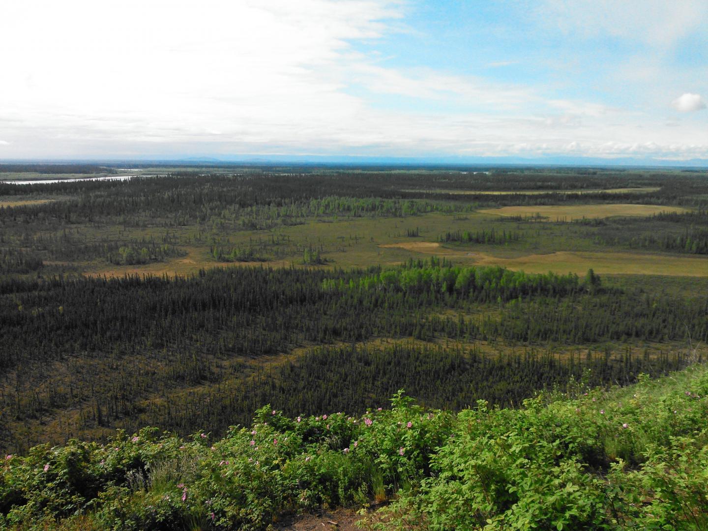 The Landscape Neumann and Team Studied in Alaska