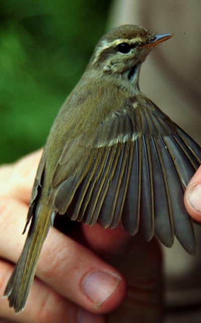 East Siberian Greenish Warbler