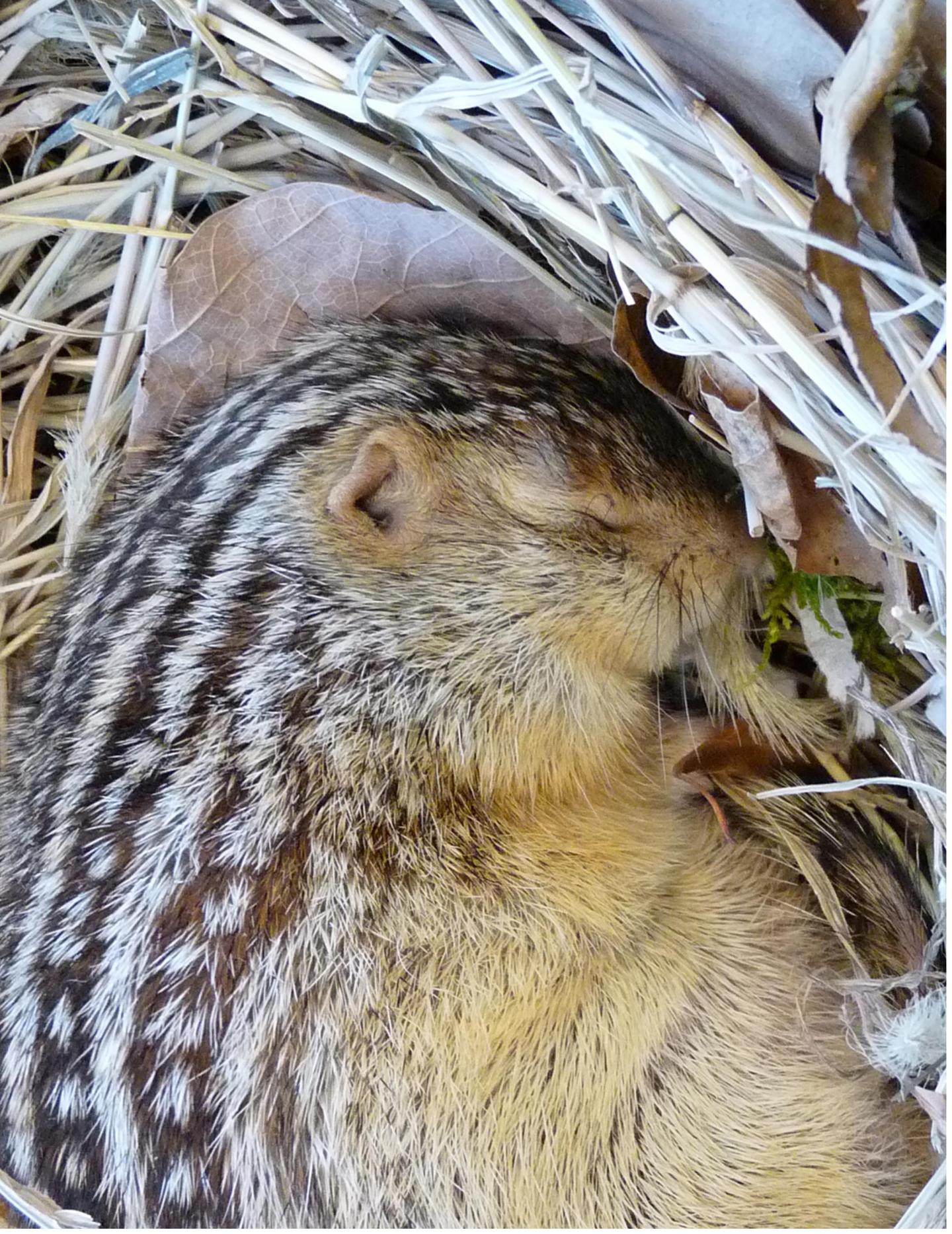 Thirteen Lined Ground Squirrel