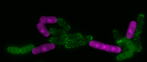 Cells of S. pombe expressing different polarity markers