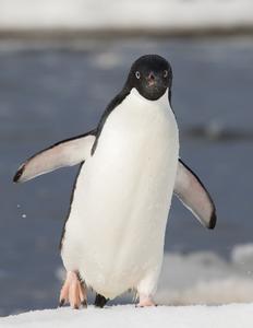 Adelie Penguin on seasonal sea ice in Antarctica