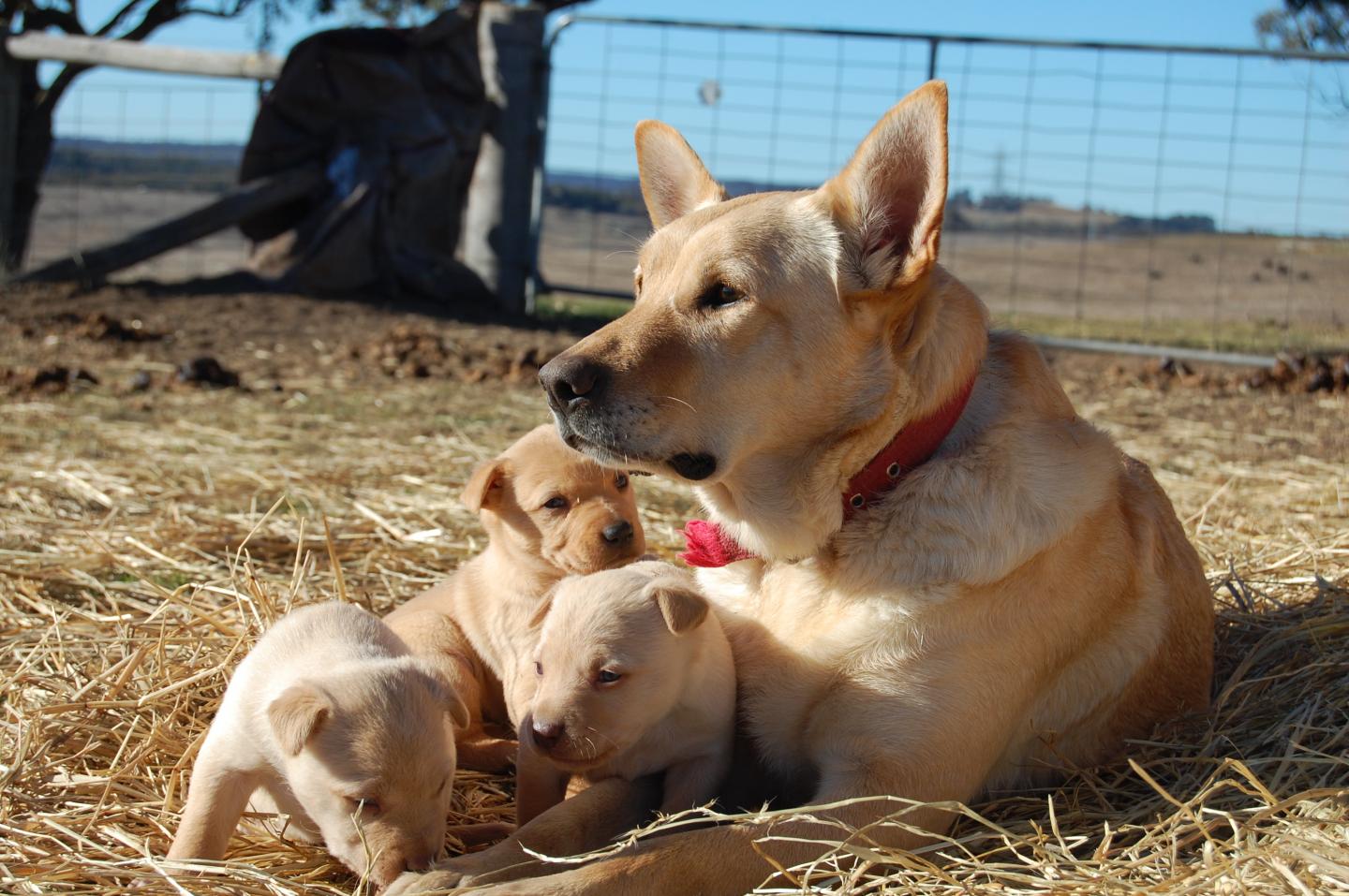 Australian Yellow Kelpies