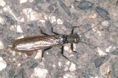 Stonefly on Asphalt