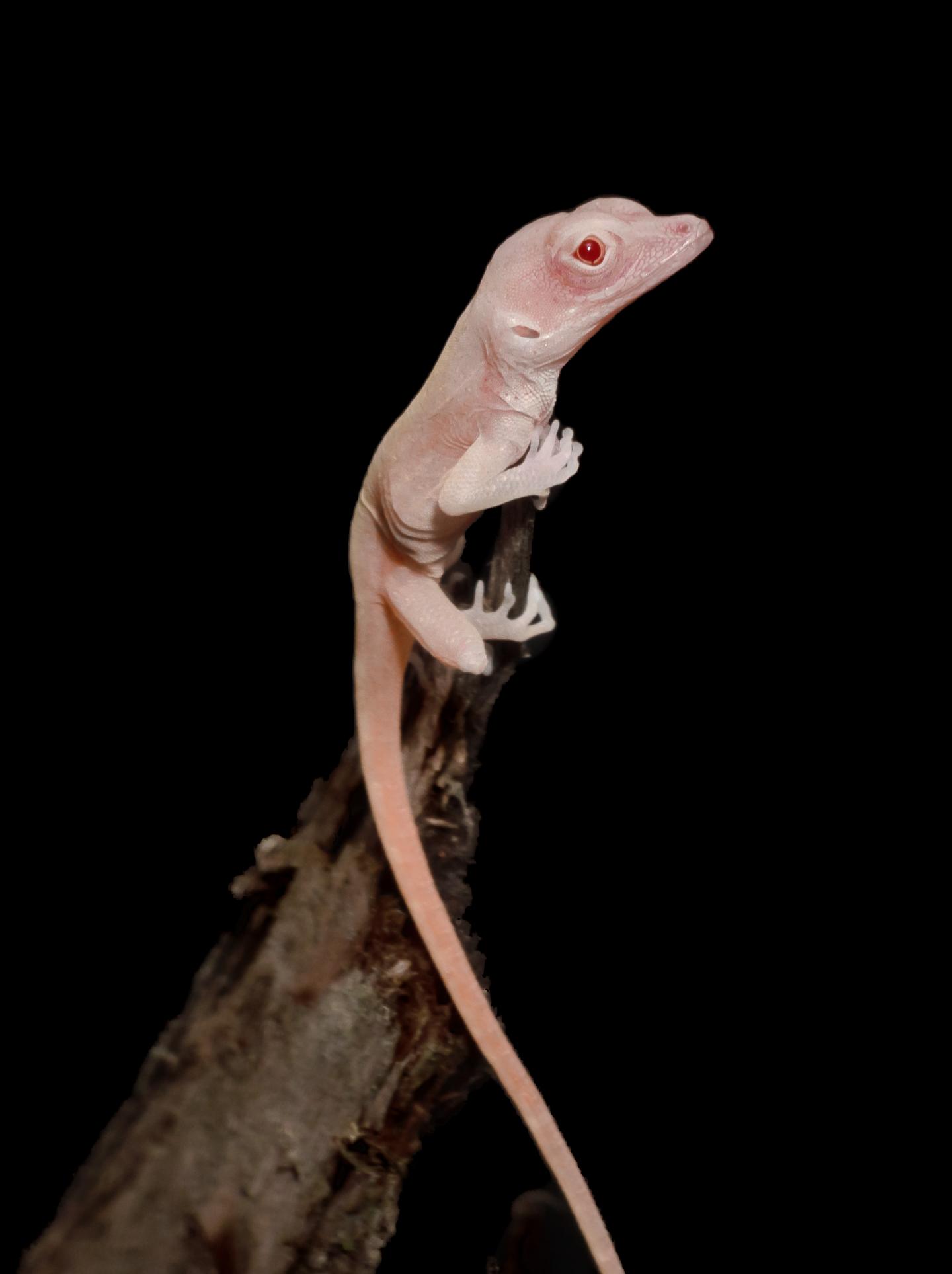 Albino Lizard