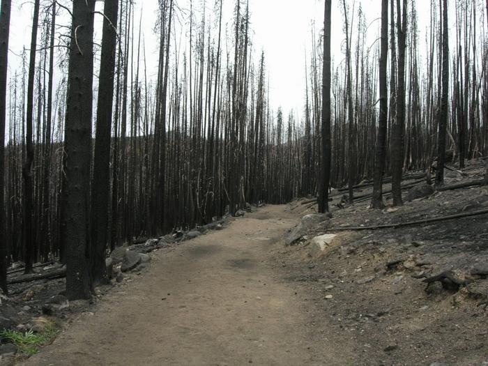 Tripod Complex Fire -- 1 year later