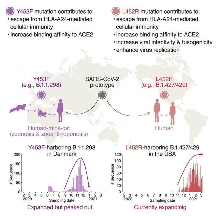 How does SARS-CoV-2 evade the immune defences?