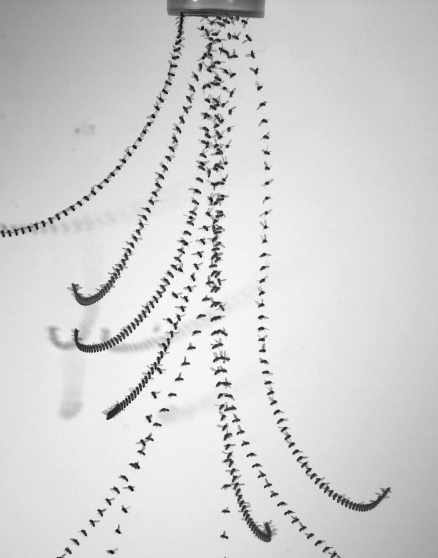 Scientists uncover the underlying genetics that make flies champion fliers