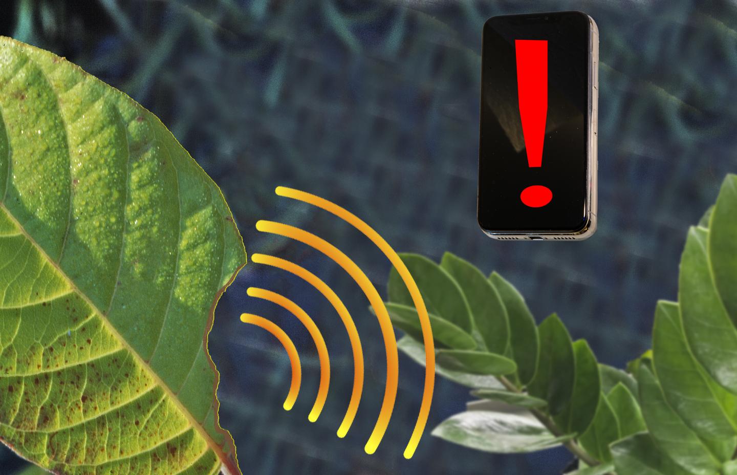 SMART and MIT Develop Nanosensors for Real-Time Plant Health Monitoring