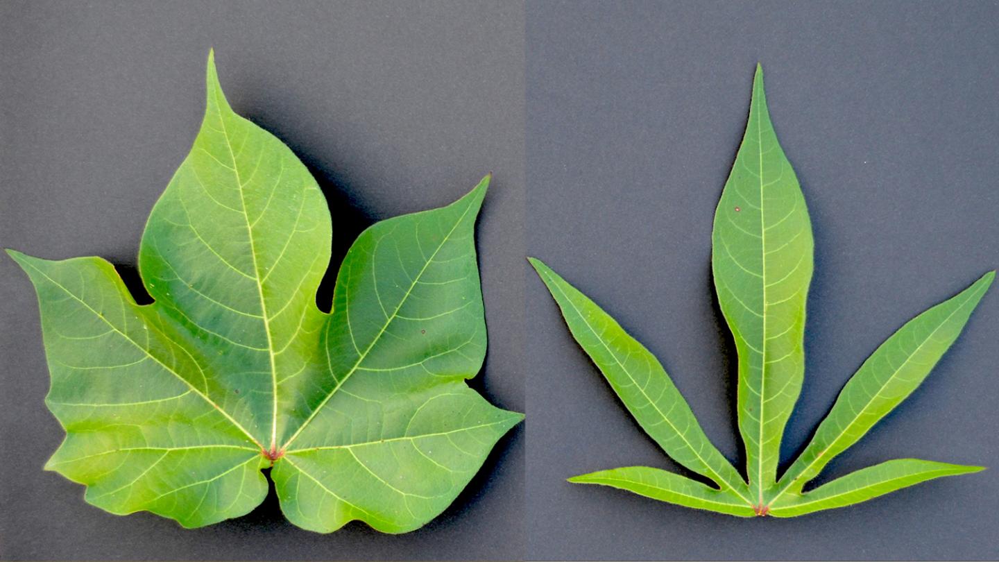 Researchers Crack Genetic Code on Leaf Shape in Cotton