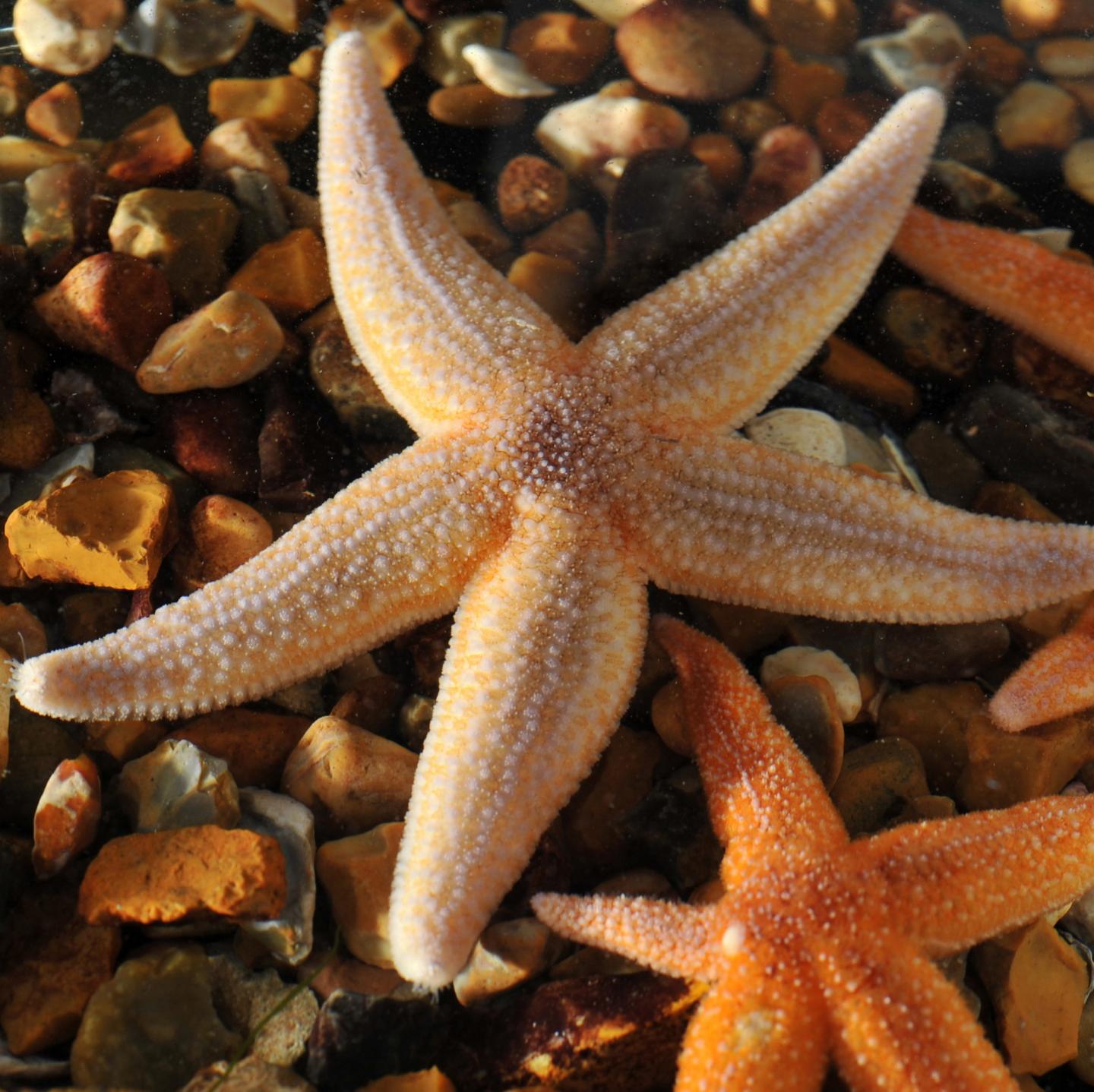 Common European Starfish