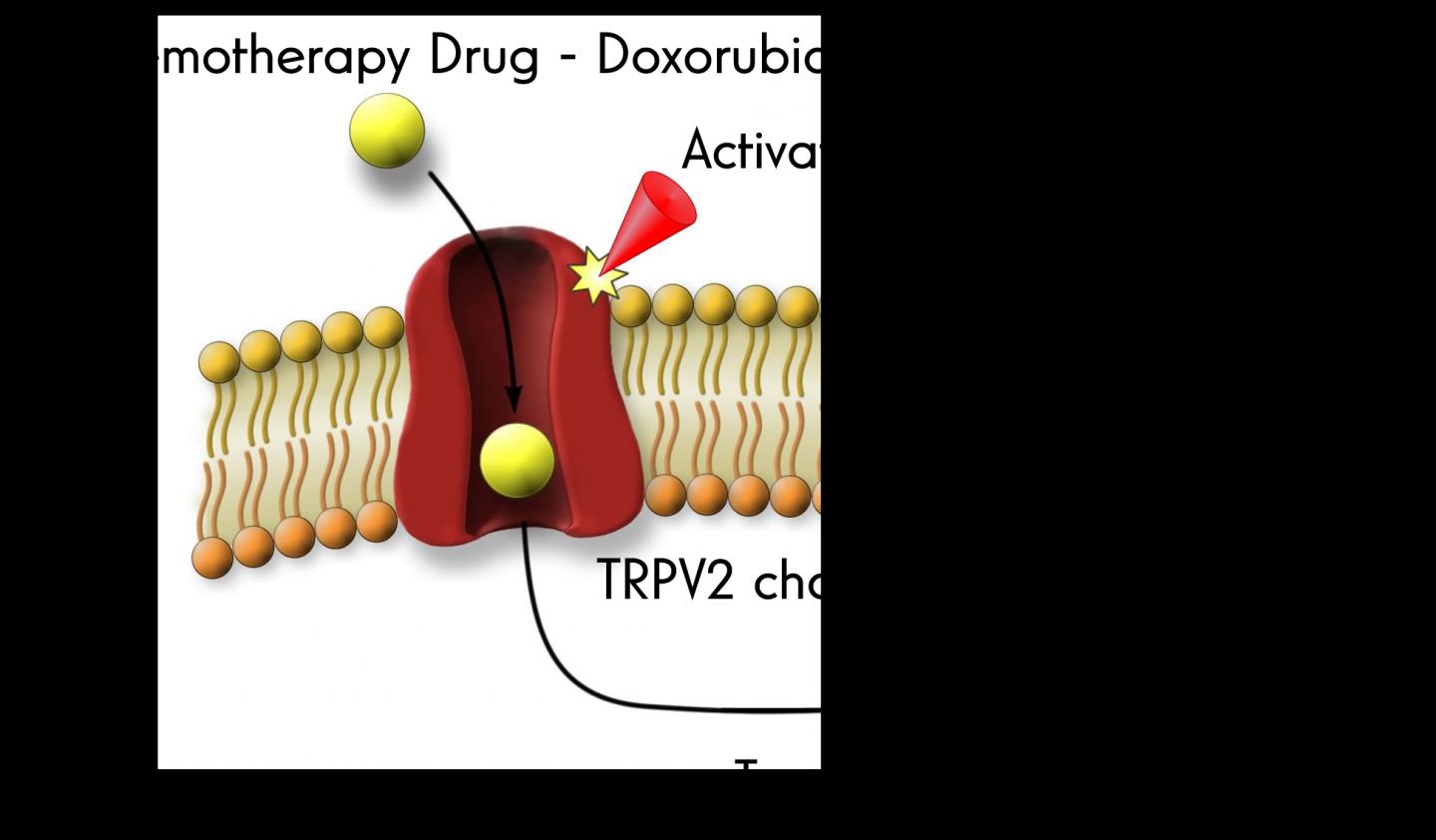 TRPV2 Protein in Action
