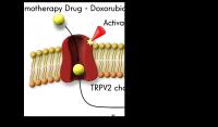 TRPV2 Protein in Action