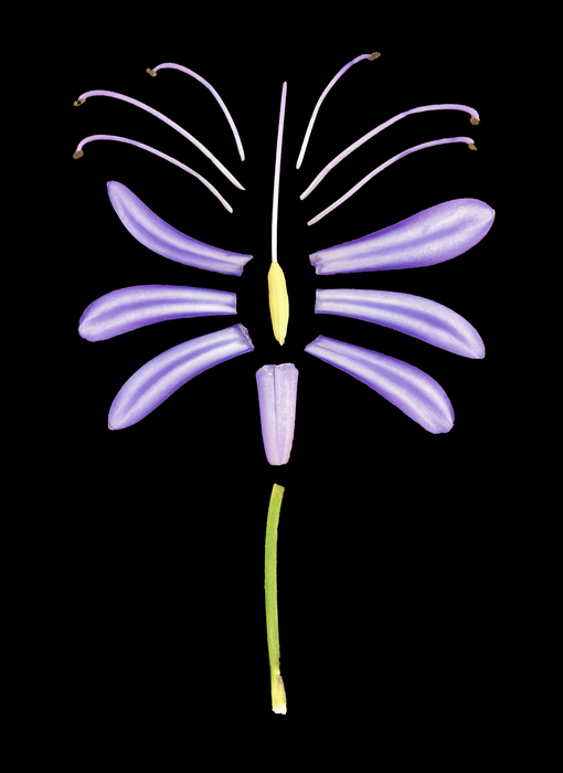 African lily