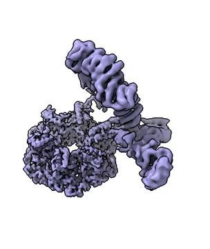 Three-dimensional visualisation of the macromolecular complex that manages the assembly of mTOR  /CNIO
