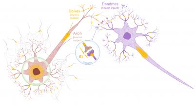 Neuron and Synapse-Mimetic Spintronics Devices Developed