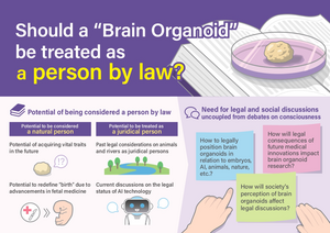 Should a "Brain Organoid" be treated as a person by law?