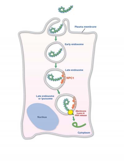 Ebola Virus Infection