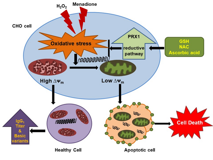 Monoclonal antibodies