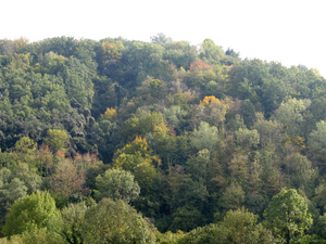 Mixed_deciduous_forest_Catalonia