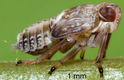 Mechanical Gears 'Invented' by Insects (2 of 10)