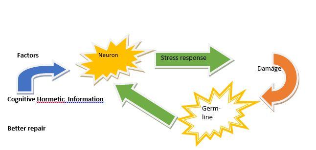 Stressing the Brain through Technology May Reduce Age-Related Disease