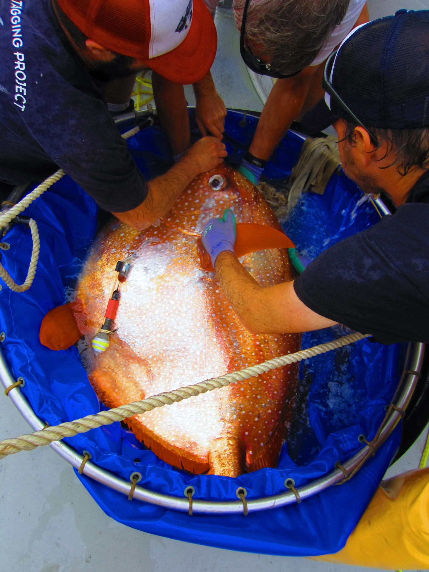 Deep-Water Fish Has a Warm Heart (3 of 3)