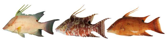 The color-changing hogfish
