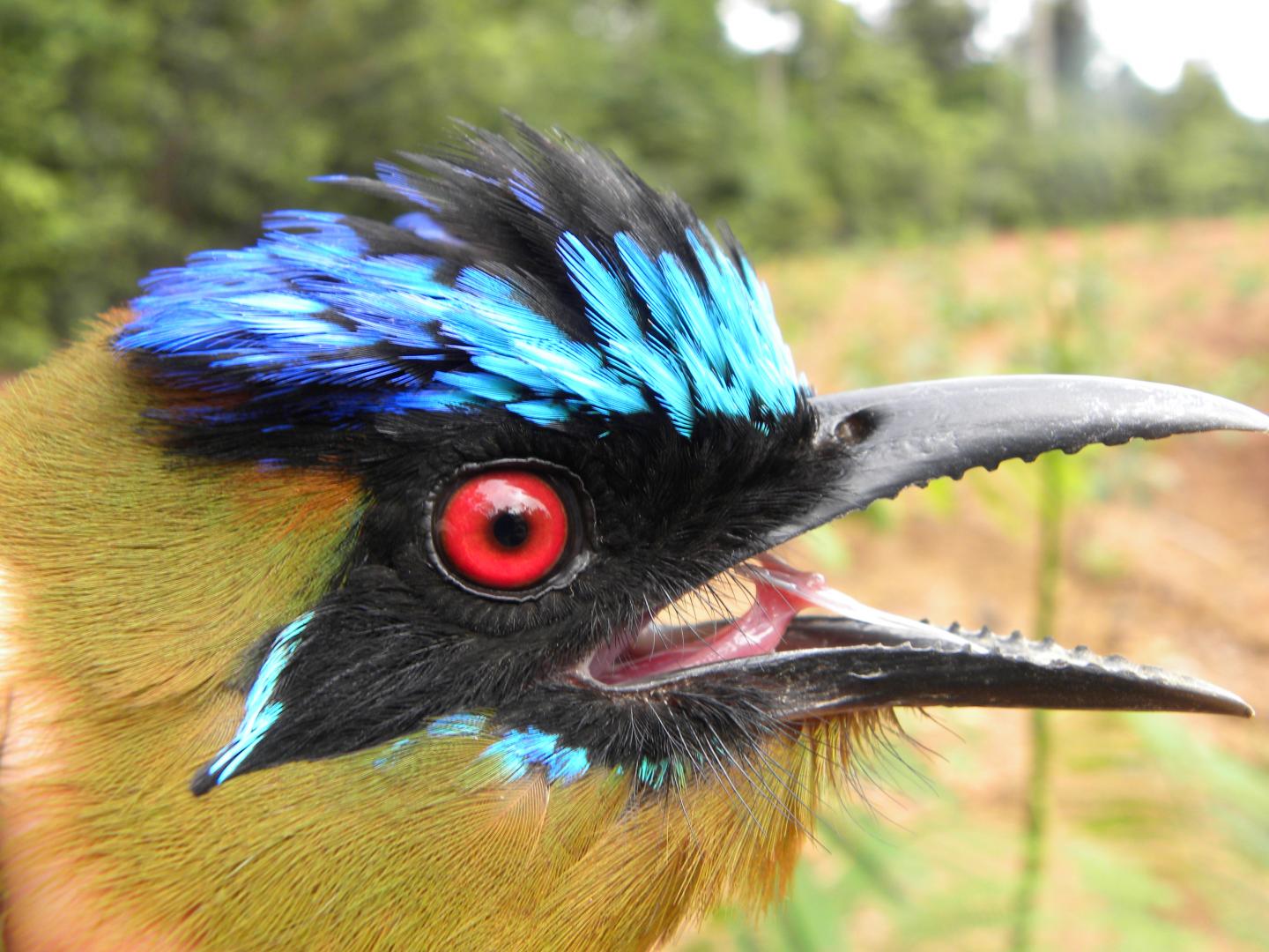Amazonian Motmot