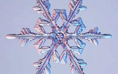 Tree-Like Snow Crystal