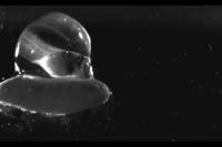 Warkentin Hatching In Slow Motion