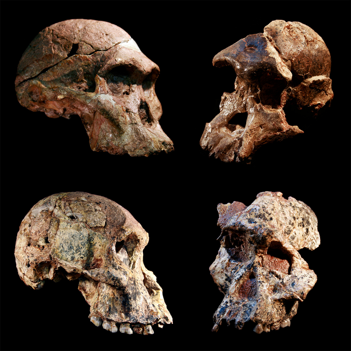 Sterkfontein skulls