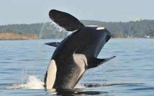 A whale breaching