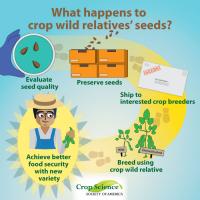 Infographic Crop Wild Relatives' Seeds