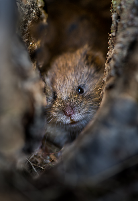 Bank vole