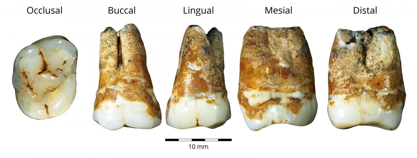 Teeth at Manot Cave