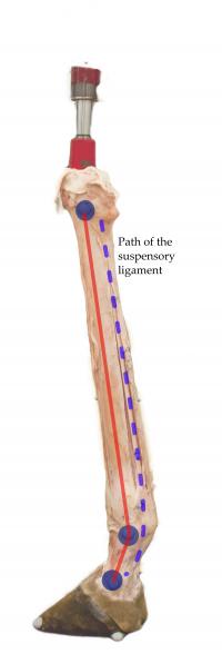 Suspensory Ligament