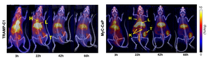 Serial PET/CT images of TRAMP-C1 and MyC-CaP tumor-bearing mice injected with 86Y-NM600.