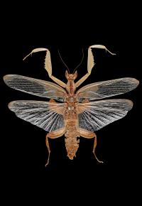 <em>Hymenopus coronatus</em> Male