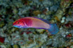 Rose-veiled fairy wrasse