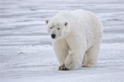Polar Bears Know How to Insulate