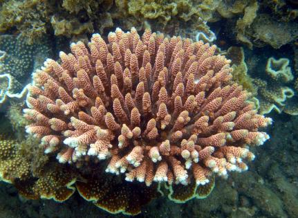 Great Barrier Reef Coral Predicted to Last at Least 100 Years before Extinction from Climate Change