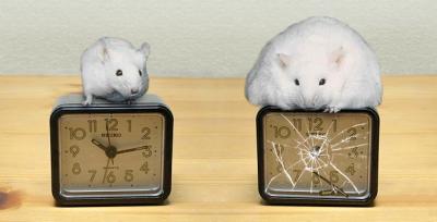 Circadian Clock & Obesity
