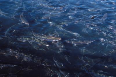 Fish Flu: Genetics Approach May Lead to Treatment