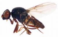 One of the New Grass Fly Species (1 of 2)