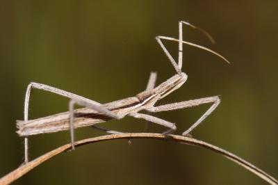 <i>Vibertiola cinerea</i>