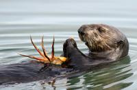 Sea otter eating crab