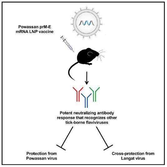 Powassan Virus Vaccine Graphical Abstract