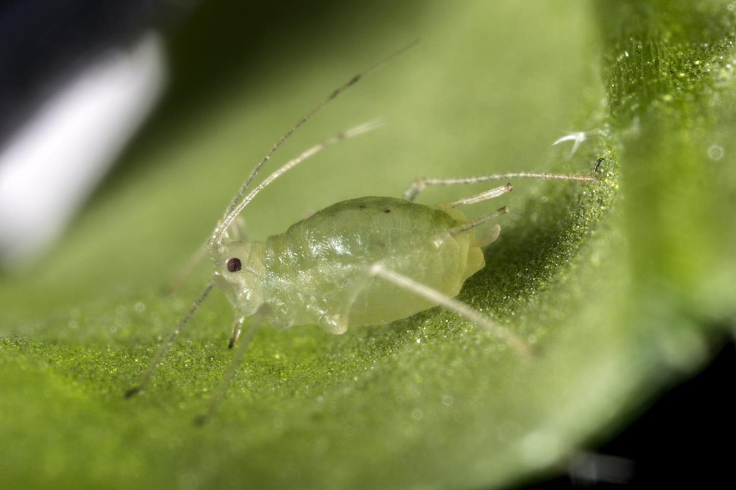 How to Be a Successful Pest: Lessons from the Green Peach Aphid