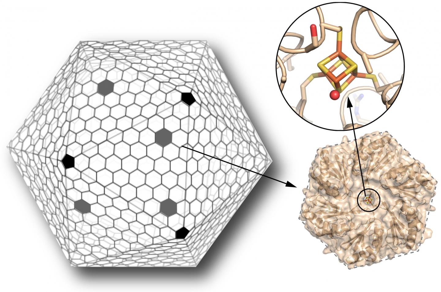 Building New Function Into a Bacterial Microcompartment