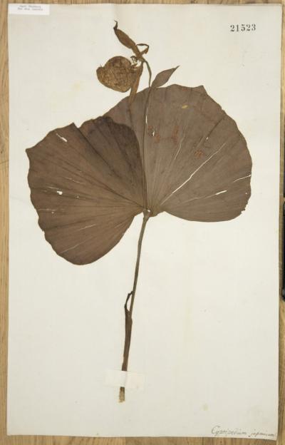 <i>Cypripedium japonicum</i>
